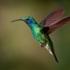 Kolibrik - Colibri cyanotus - Lesser Violetear o1329